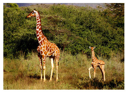 les girafe